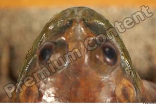 Bullfrog Rana catesbeiana 0006